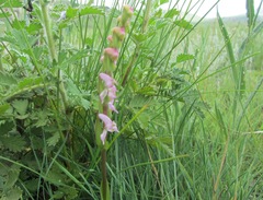 Disperis tysonii