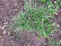 Carex laevissima