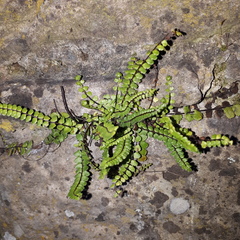Asplenium trichomanes