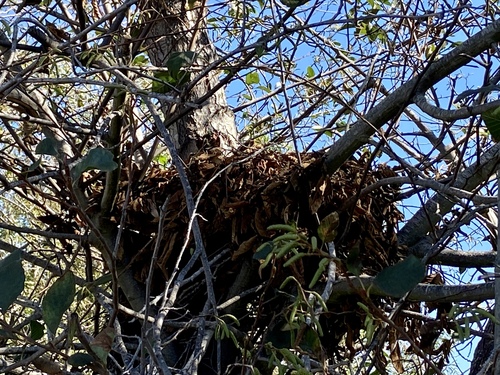 iNaturalist observation photo of Woodrats