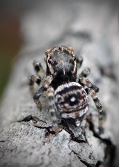 Maratus karrie