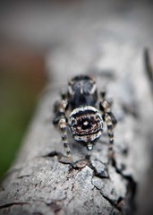 Maratus karrie