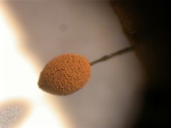 Stemonitopsis reticulata