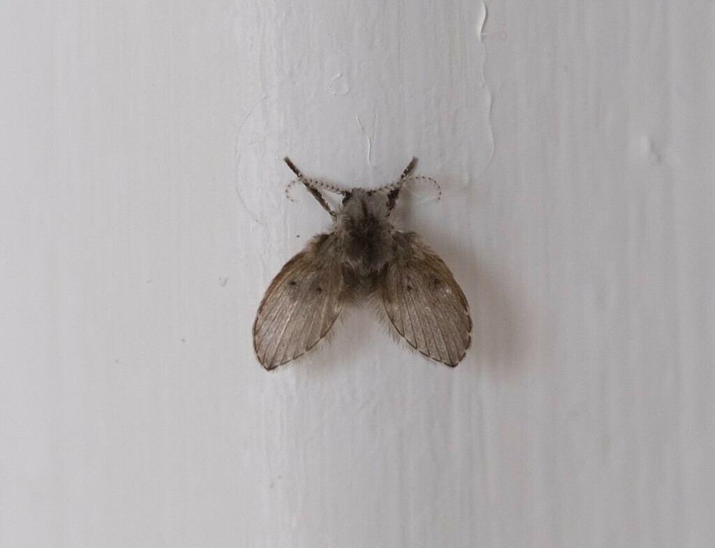 Bathroom Moth Fly from Lindhorst, Deutschland on September 13, 2021 at ...