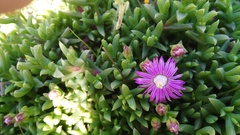 Ruschia lineolata