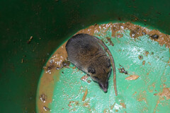 Talazac's Shrew Tenrec photo 2