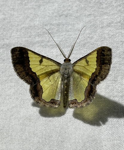 Zamarada ixiaria