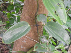 Dioscorea benthamii