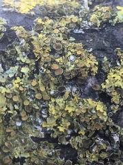 Xanthoriicola physciae