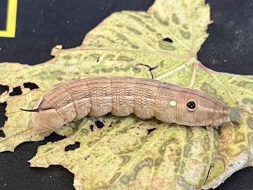 Hippotion celerio