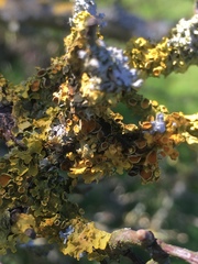 Xanthoriicola physciae