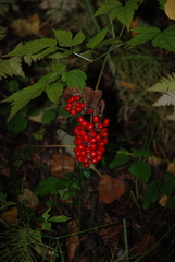 Actaea erythrocarpa