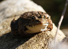 Pelophylax kurtmuelleri