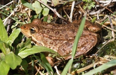 Pelophylax kurtmuelleri