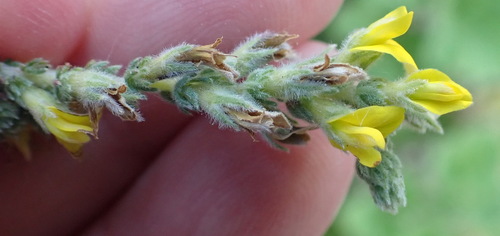 Image of Heathleaf Capegorse by (c) Nicola van Berkel, some rights reserved (CC BY-SA)
