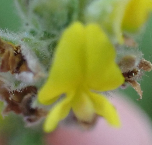 Image of Heathleaf Capegorse by (c) Nicola van Berkel, some rights reserved (CC BY-SA)
