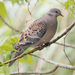 Taiwan Oriental Turtle Dove - Photo (c) Shanda Huang, some rights reserved (CC BY-NC), uploaded by Shanda Huang