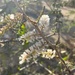 Acacia laeta