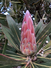 Protea × hybrida