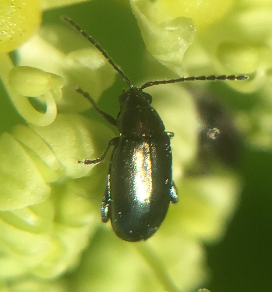 Turnip Flea Beetle