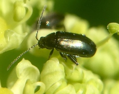 Phyllotreta nigripes