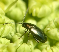 Phyllotreta nigripes