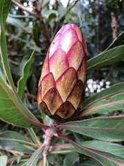Protea × hybrida
