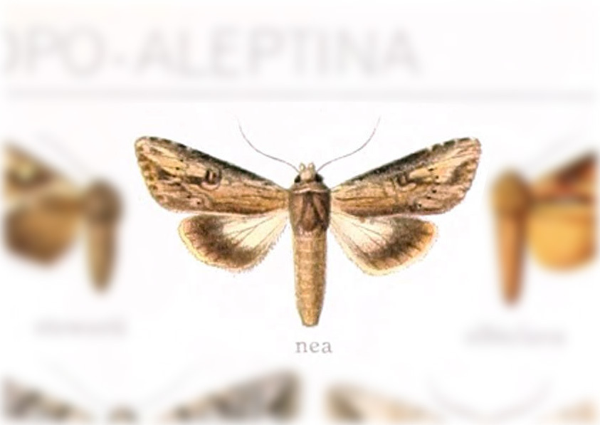 Heterodelta nea