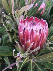 Protea × hybrida