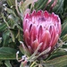 Protea × hybrida - Photo (c) Jenny, algunos derechos reservados (CC BY-NC), uploaded by Jenny