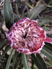Protea × hybrida