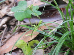Mitratae