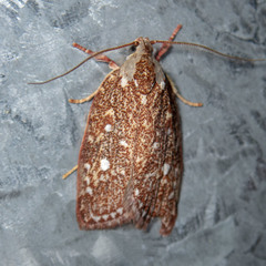 Euchaetis metallota