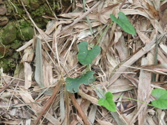 Aristolochia kaempferi