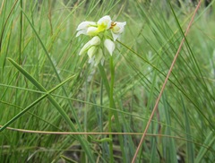 Schizochilus flexuosus