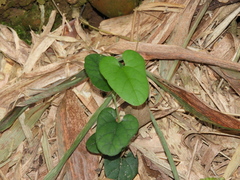 Aristolochia kaempferi