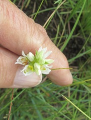 Schizochilus flexuosus