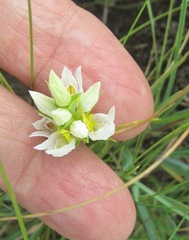 Schizochilus flexuosus