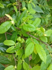 Cleistanthus sumatranus