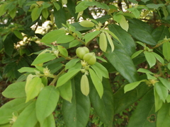 Cleistanthus sumatranus