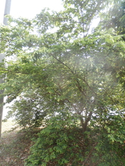 Cleistanthus sumatranus