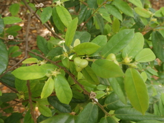 Cleistanthus sumatranus