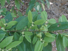 Cleistanthus sumatranus