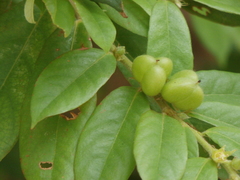 Cleistanthus sumatranus