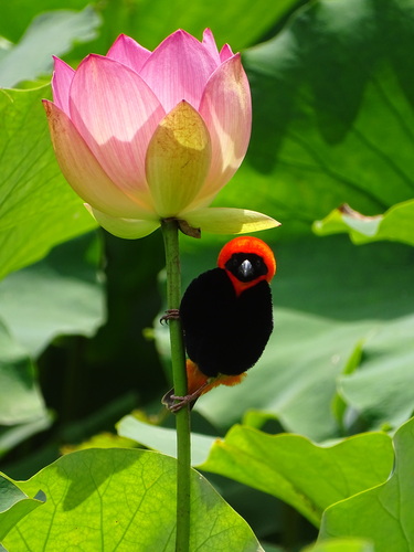 Euplecte ignicolore (Euplectes orix)