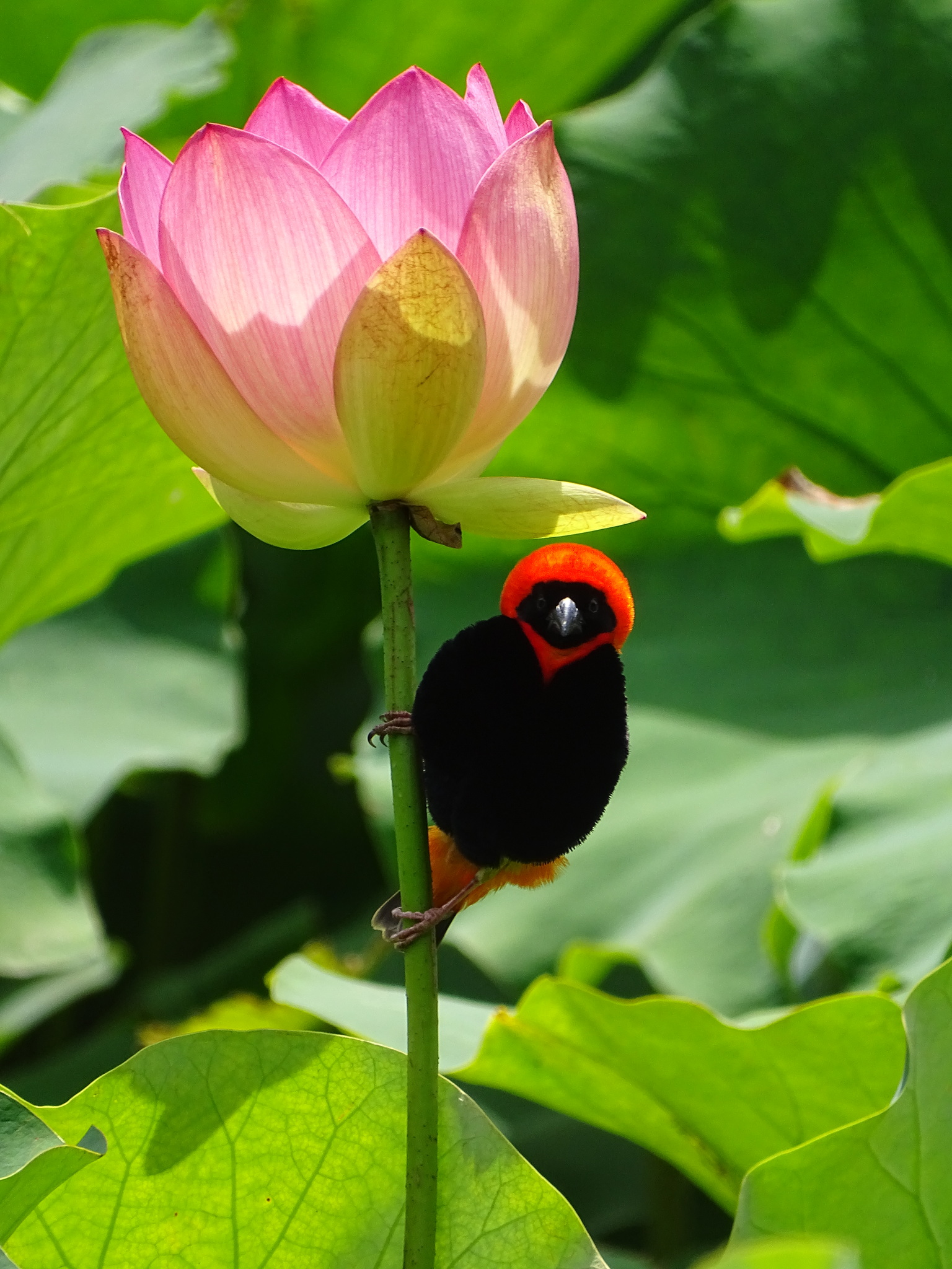 Southern Red Bishop illustration