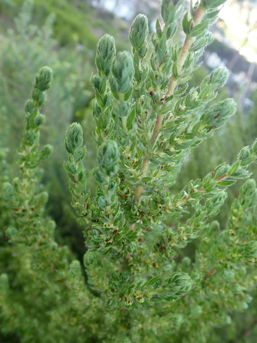 Image of Cliffortia polygonifolia by (c) Nicola van Berkel, some rights reserved (CC BY-SA)