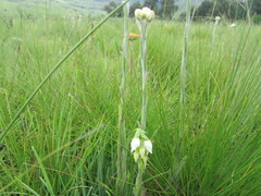 Schizochilus flexuosus