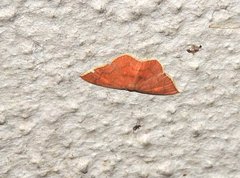 Pseudhyria rubra
