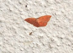 Pseudhyria rubra